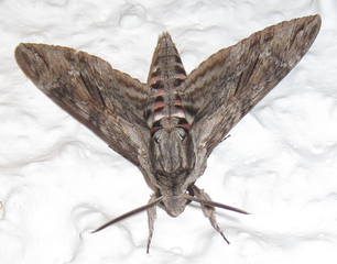 306px-Giant_grey_moth